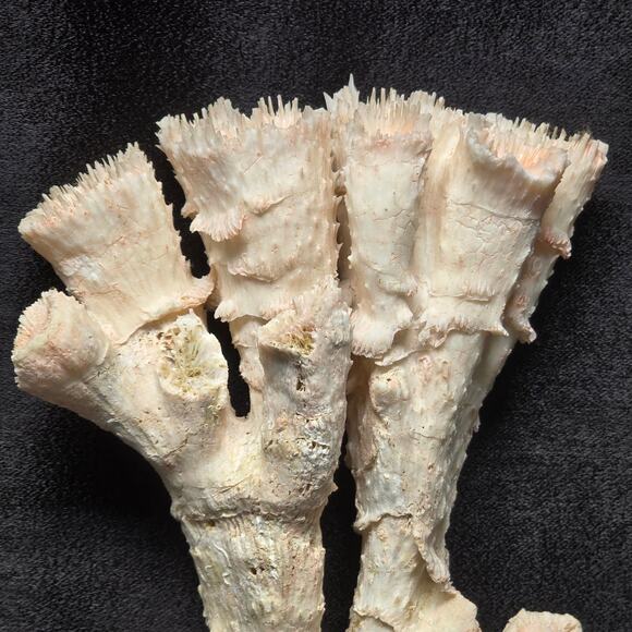 Pink Ocean Coral Reef Pilar Pavona Cactus Natural Ocean Treasure Home Decor - Picture 2 of 16